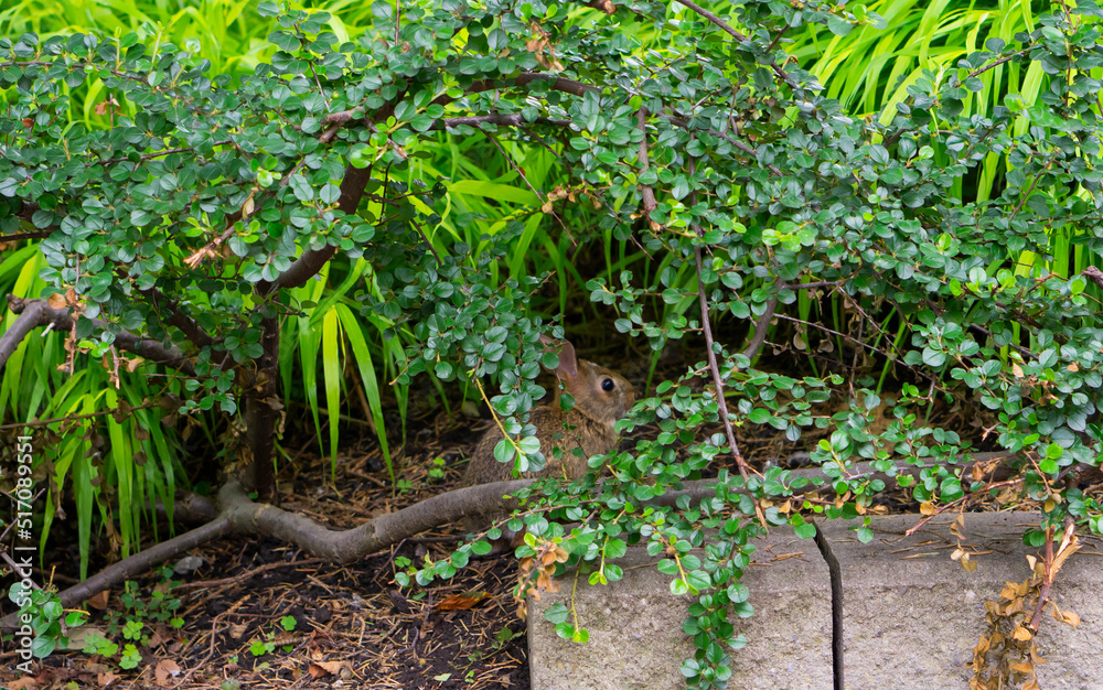 Gray rabbit in the garden. Tiny bunny. A wild orange Rabbit. bunny with big ears in a fresh green forest (Spring baby rabbit or Easter rabbit) Gray rabbit in the garden. Tiny bunny. A wild orange Rabbit. bunny with big ears in a fresh green forest (Spring baby rabbit or Easter rabbit)
