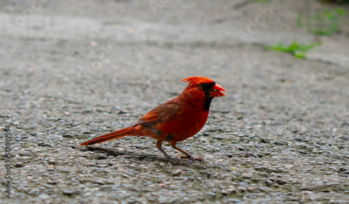 Male Northern Cardinal  (Cardinalis cardinalis) Perched on the fence in Canadian park. It is known as the redbird, common cardinal, red cardinal, or just cardinal.
 photo