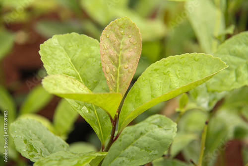 Yerba mate production in southern Brazil  erva-mate de chimarr  o 