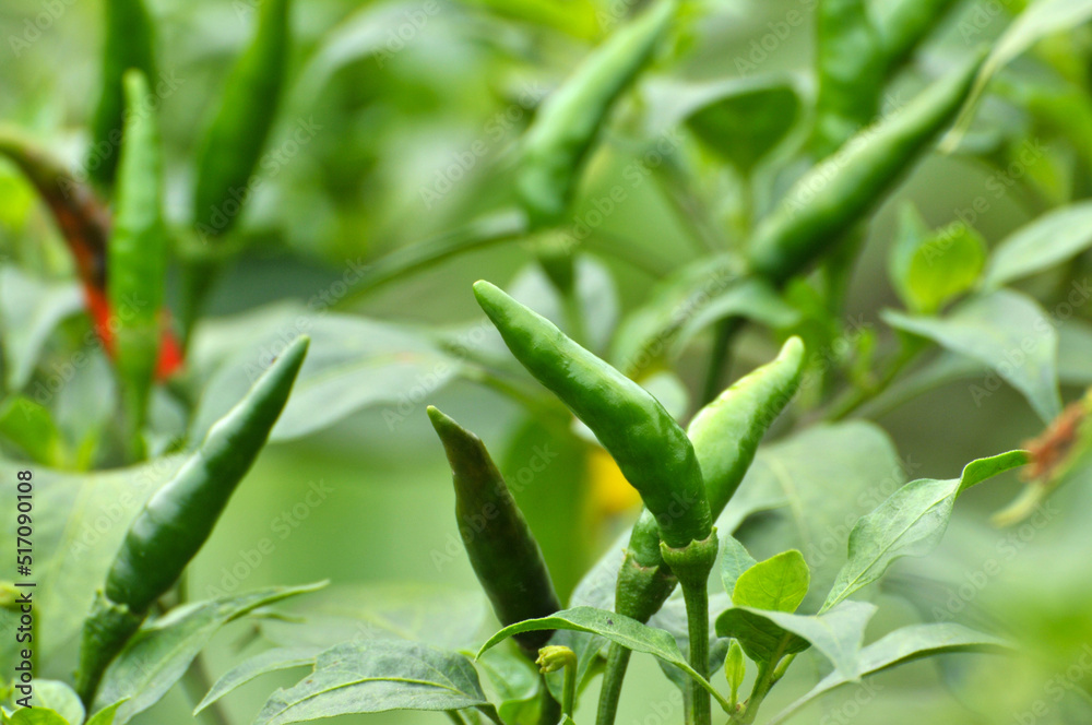 Fototapeta premium Chili pepper