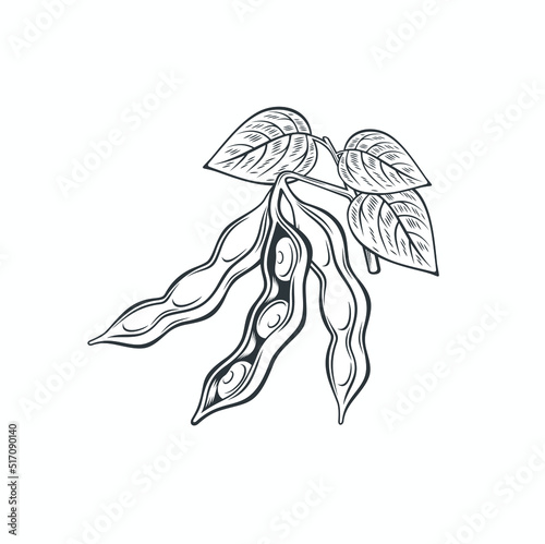 illustration of soya bean, vector art. photo