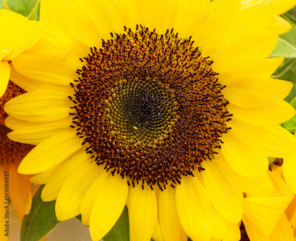 Obraz premium Sunflower at the Farmer's Market