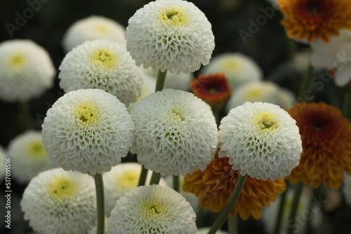 A close-up of a white Pompon s Chrysanthemum blooms in the garden was taken under natural light.