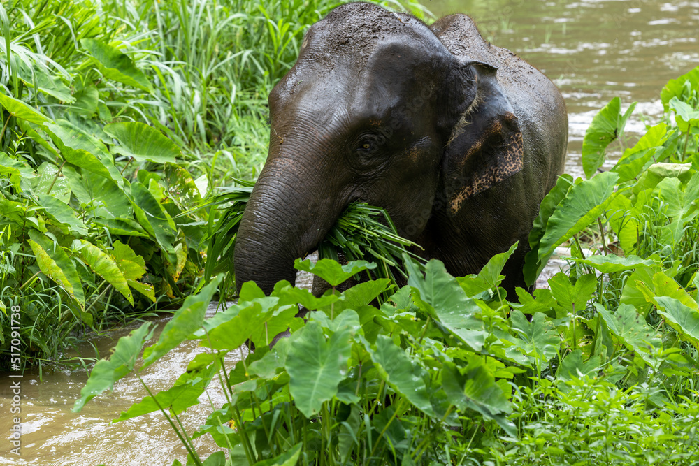 Asia Elephant in Thailand, Asia Elephants in Chiang Mai. Elephant Nature Park, Thailand