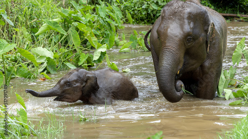 Photography Asia Elephant in Thailand, Asia Elephants in Chiang Mai