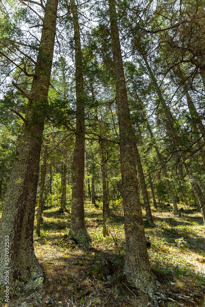 Obraz premium Forest in North America, in the northern side of Mexico, state of Coahuila.