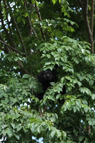 Agile Gibbon (Hylobates agilis) The body has black fur. The fur on the hands and feet is black. The white males with their eyebrows are joined together. white cheeks