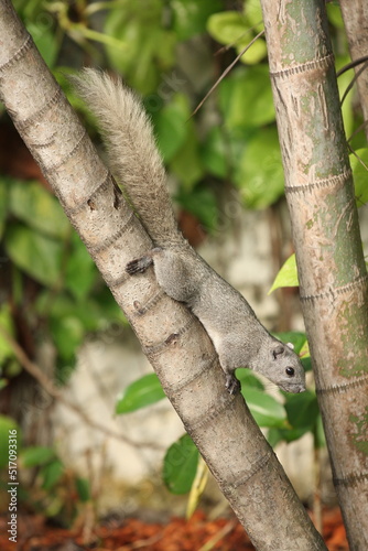 a hungry gray-tailed squirrel perched on a mak tree looking for food