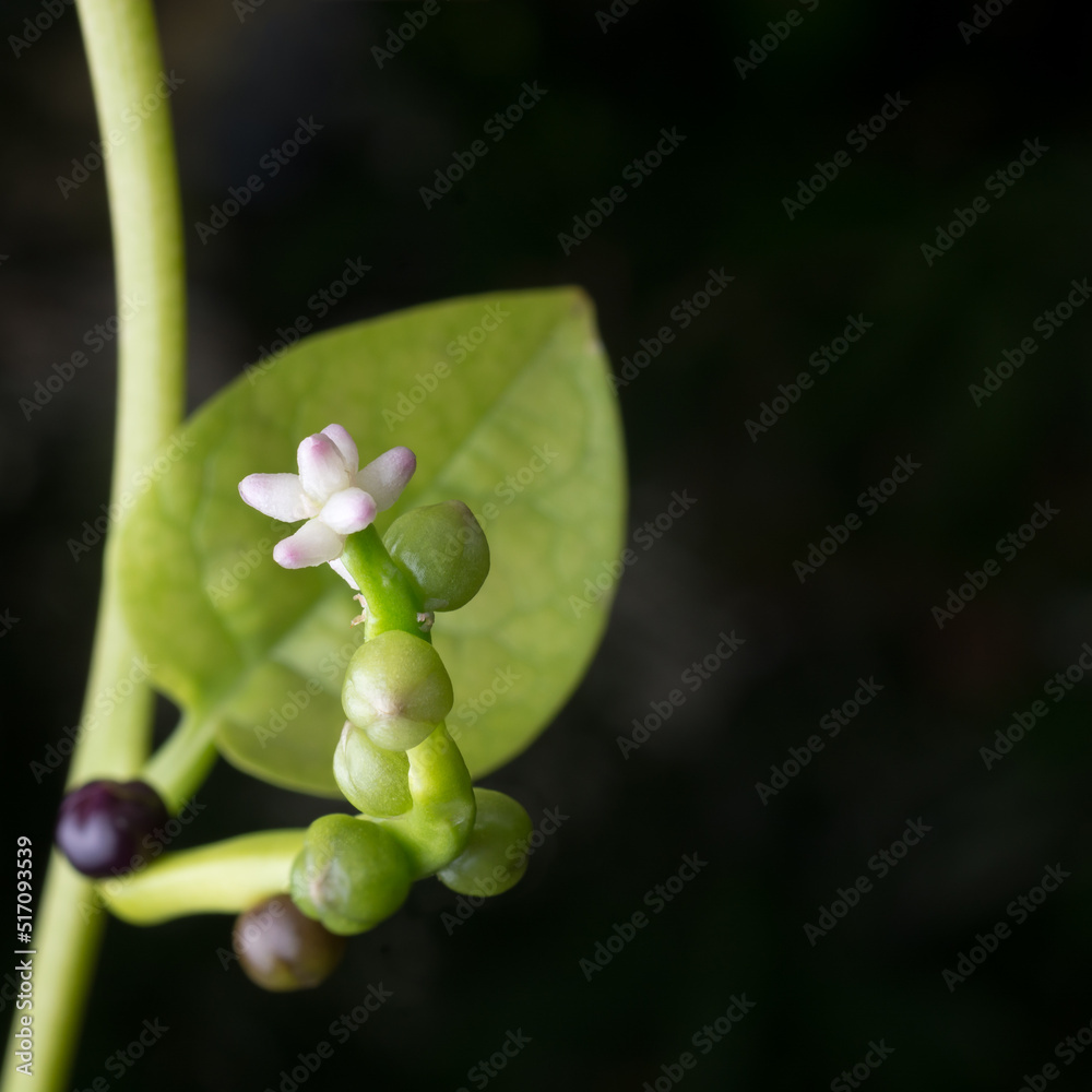 macro view of malabar spinach or ceylon spinach plant flower, basella alba or basella rubra known as vine spinach, medicinal herb taken in shallow depth of field with space for text macro view of malabar spinach or ceylon spinach plant flower, basella alba or basella rubra known as vine spinach, medicinal herb taken in shallow depth of field with space for text