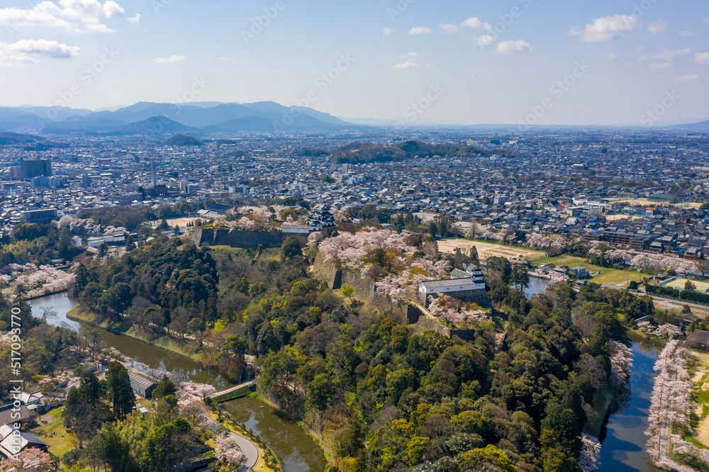 Hikone Castle Aerial View as Sakura Bloom in Gardens