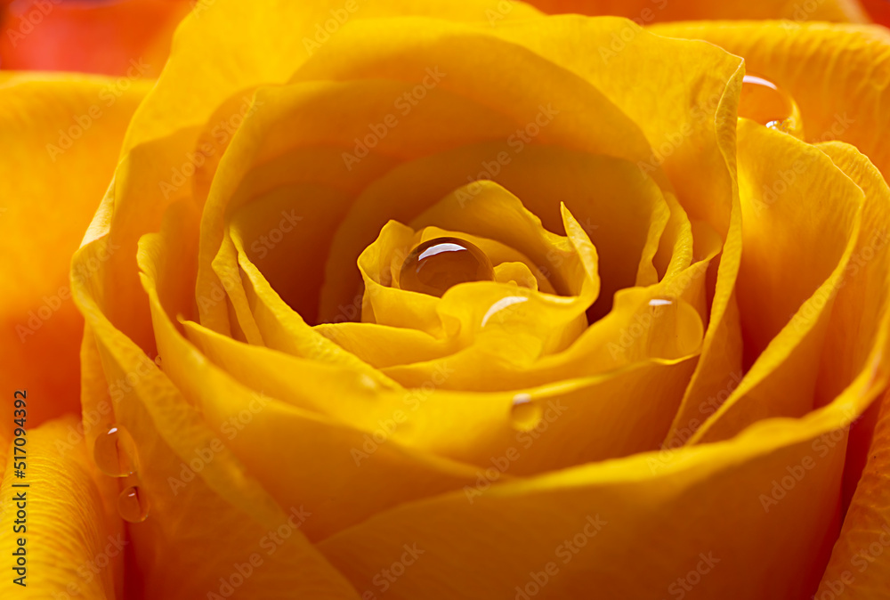 Drops after the rain on a yellow-orange rose. Macro shot. Greeting card for mother's day, valentine's day, international women's day.