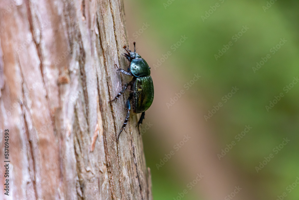Popillia japonica, The Japanese Beetle on a tree. Popillia japonica, The Japanese Beetle on a tree.