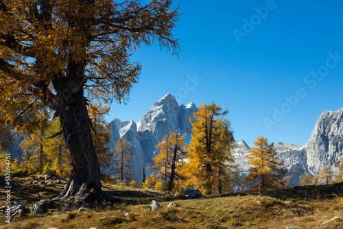 Idyllic Larch Trees with Alps in Background Landscape of Julian Alps in Autumn - Sleme plateau, Slovenia photo