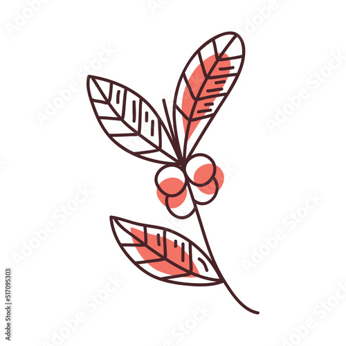 coffee plant with seeds