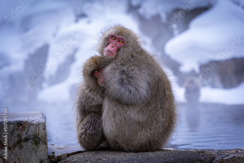 Japanese Macaque Mother and Baby Huddle in Snow Nagano Japan