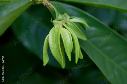 Close-up view of climbing Ylang-Ylang flower in bloom