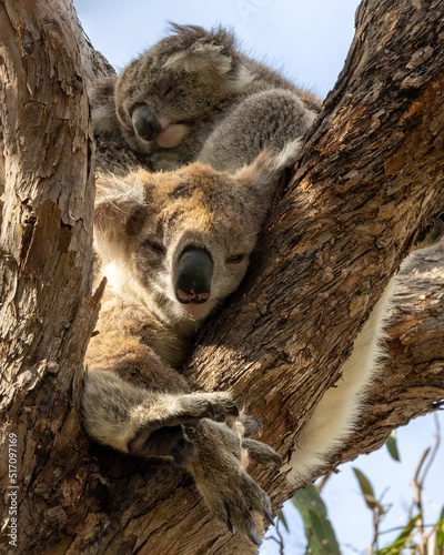 Photography Sleeping koalas in a tree