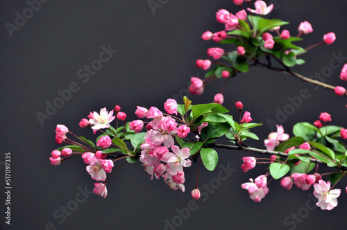 Fototapeta Naklejka Na Ścianę i Meble -  blossoming plum blossom in spring