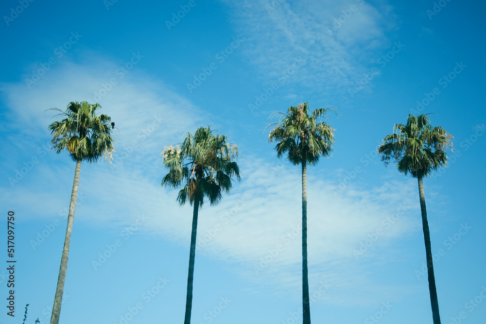 Fototapeta premium ヤシの木