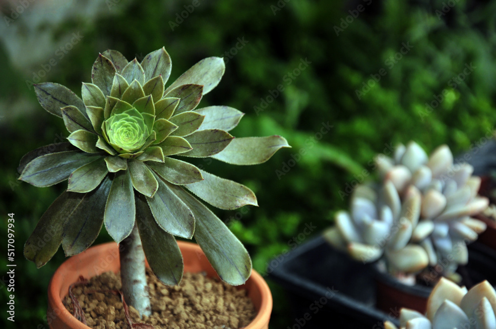 The close-up of succulent plants The close-up of succulent plants