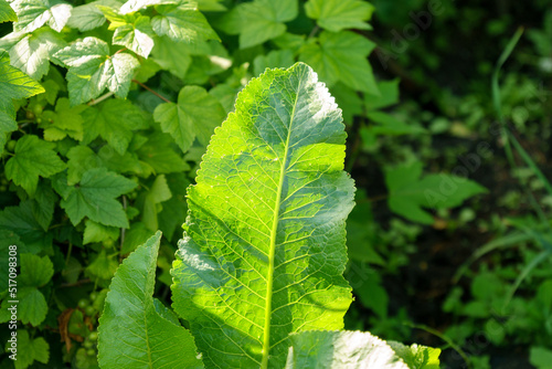 Horseradish leaves Armoracia rusticana cultured plant popular in Russia leaves and roots are used in cooking and medicine.