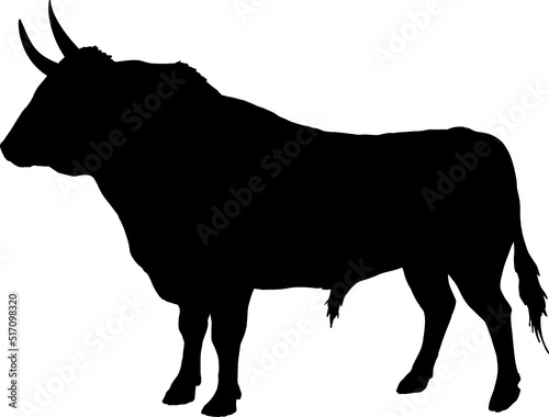 Isolated Bull Silhouette, Fighting Bull Silhouette in Vector