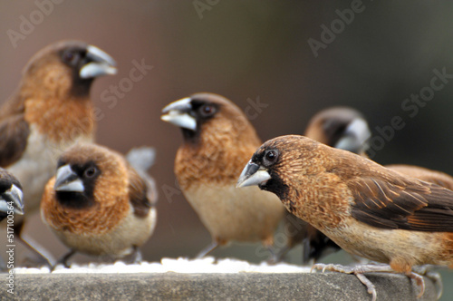 Birds Feeding