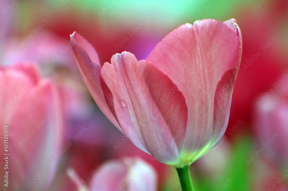 blossoming tulips in spring