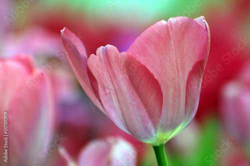 blossoming tulips in spring © 曹宇