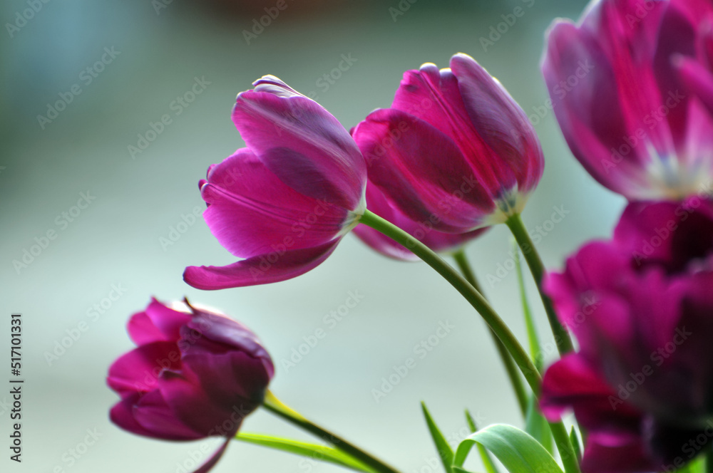 Obraz premium blossoming tulips in spring