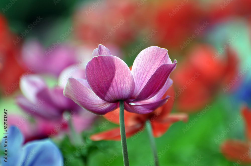 Blossom pink poppy flowers Blossom pink poppy flowers