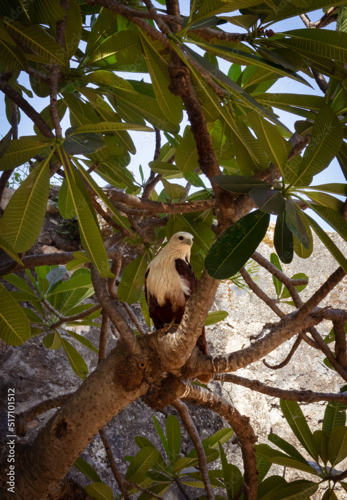 Fototapeta premium A majestic eagle in the backyard in its glory.