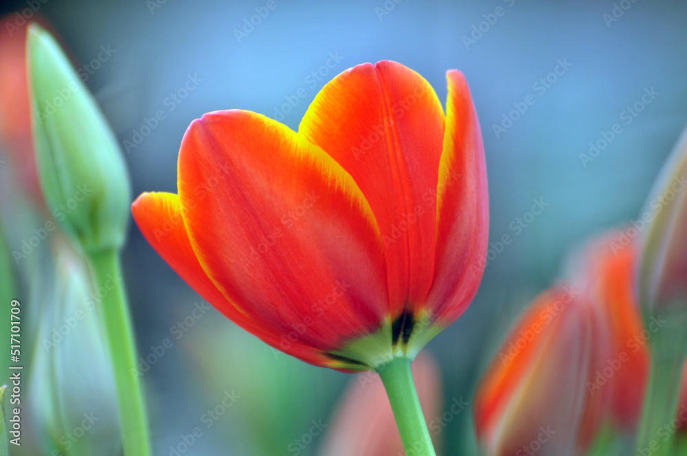 Fototapeta premium blossoming tulips in spring