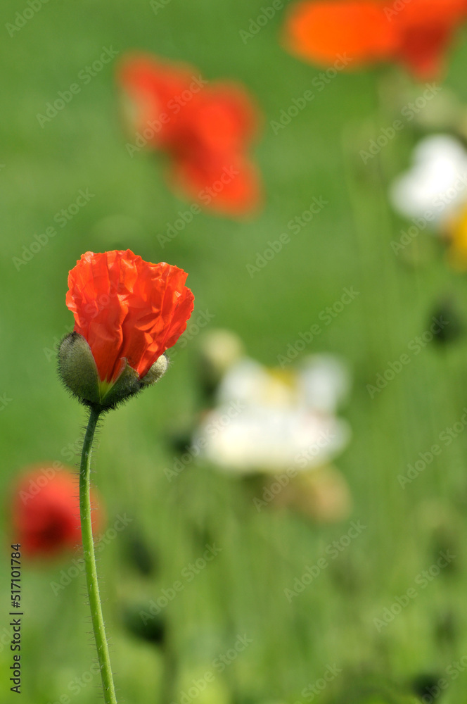 blossoming poppy flowers blossoming poppy flowers