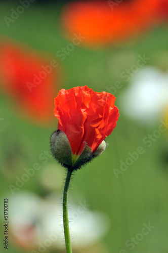 blossoming poppy flowers