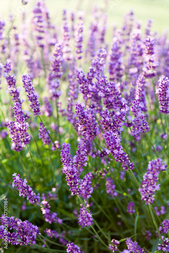 lavender flowers in the garden