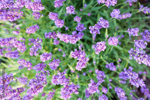 Lavander flowers in the garden.