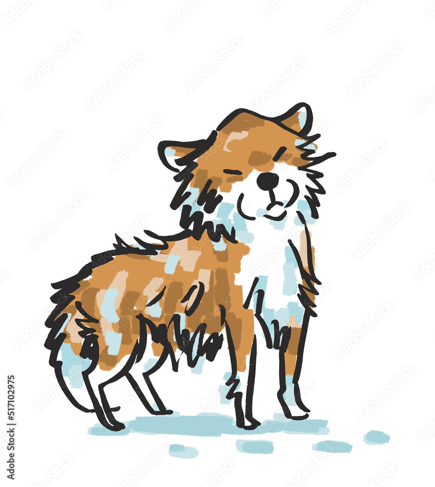 濡れた柴犬 濡れた柴犬