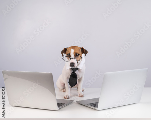 Jack Russell Terrier dog in glasses and a tie sits between two laptops on a white background. © Михаил Решетников