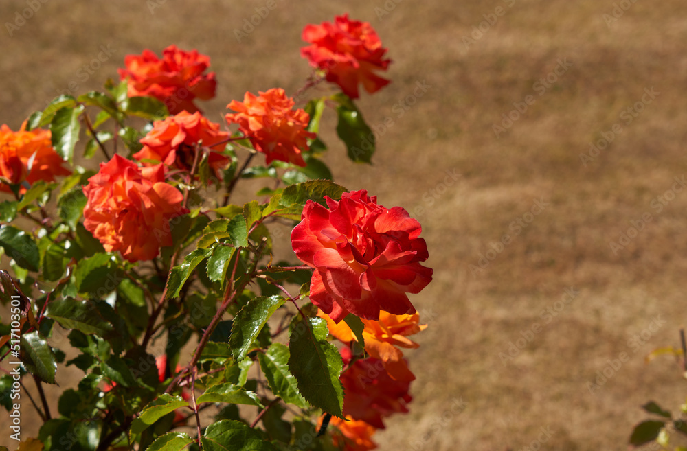 Red summer rose in a garden