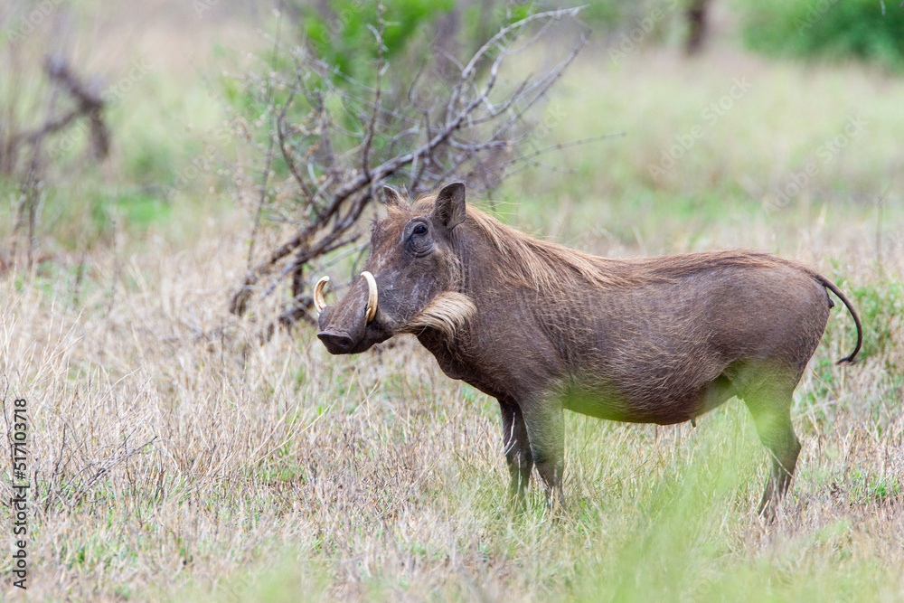 Warthogs walking through the long grass in the Kruger National, South Africa Warthogs walking through the long grass in the Kruger National, South Africa
