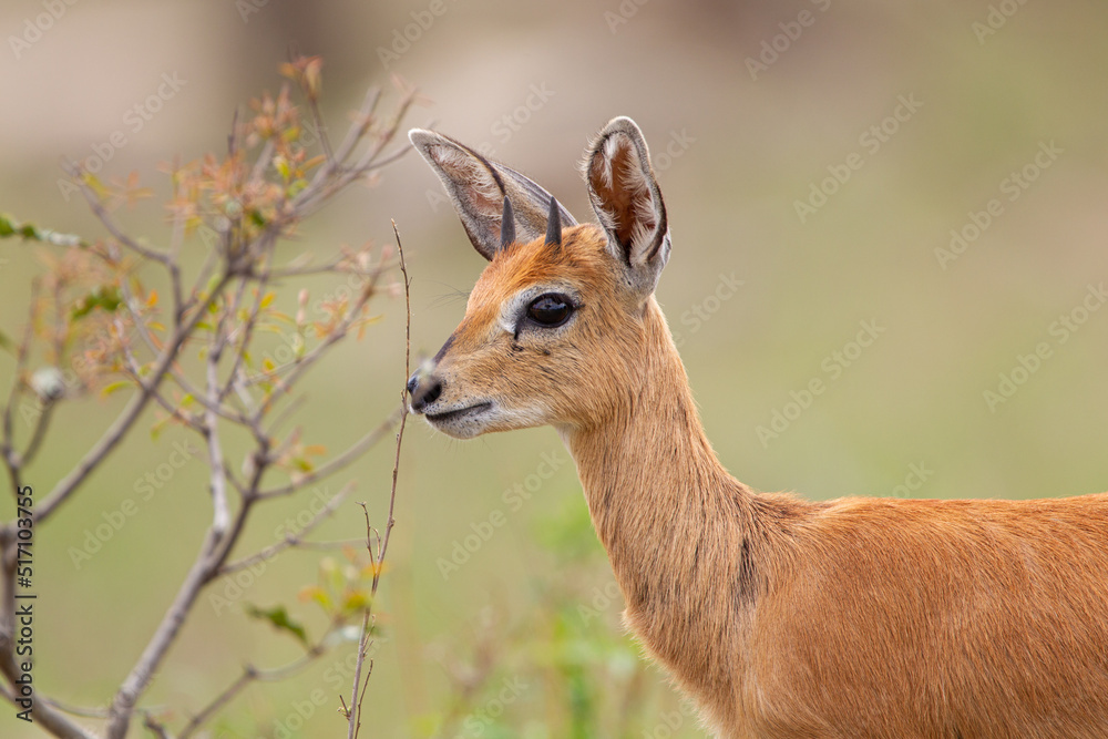 Fototapeta premium Steenbok looking across the road in the Kruger Park South Africa