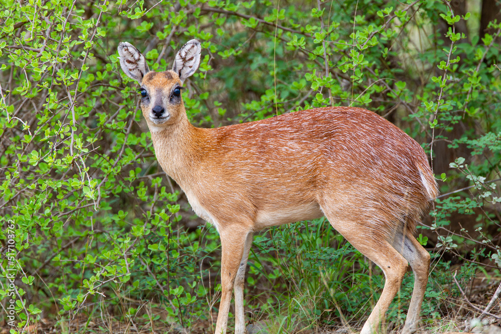 Fototapeta premium Sharpe's Grysbok hiding in the thick green undergrowth