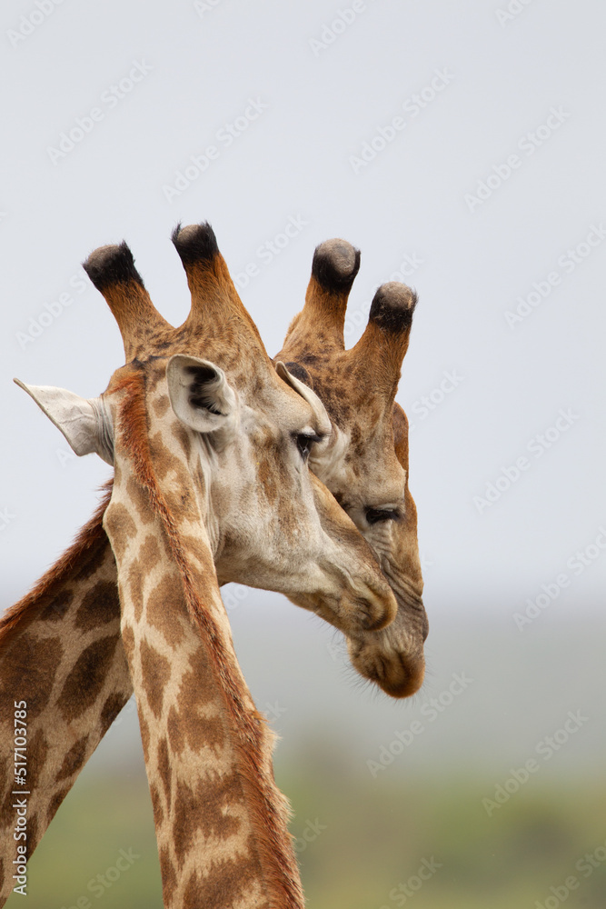Fototapeta premium Pair of Common Giraffe against a light African sky, in South Africa
