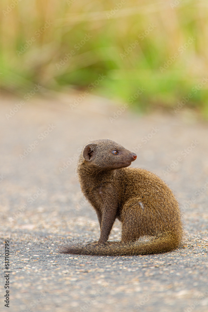 Dwarf Mongoose standing on a tarred road in the Kruger Park, South Africa Dwarf Mongoose standing on a tarred road in the Kruger Park, South Africa