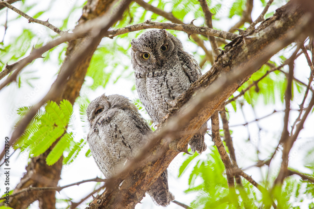African Scops owls roosting in a thorn tree in the Kruger Park, South Africa