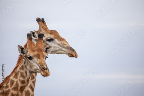 Pair of Common Giraffe against a light African sky  in South Africa