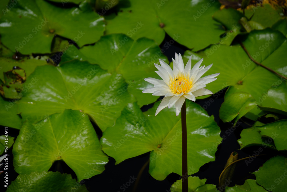 Lotus flower on water in the Garden. Lotus flower on water in the Garden.