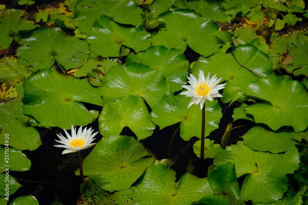 Lotus flower on water in the Garden. Lotus flower on water in the Garden.