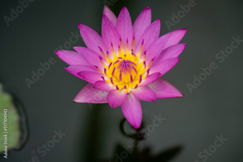 Lotus flower on water in the Garden.